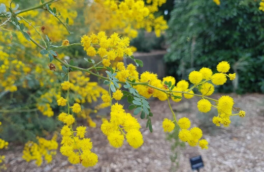Caring for Golden Wattle