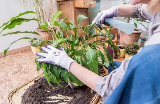 Caring for Peace lily
