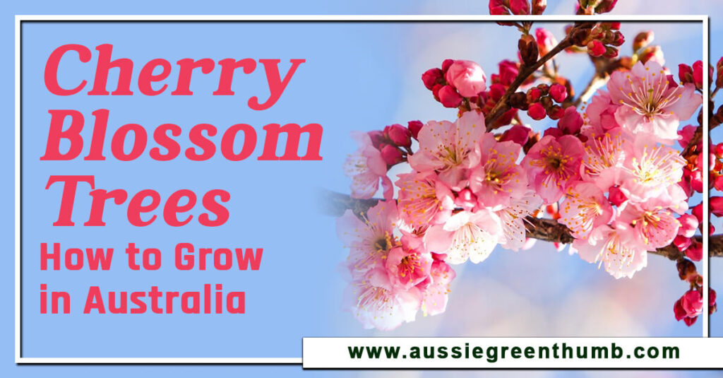 Cherry Blossom Trees How to Grow in Australia