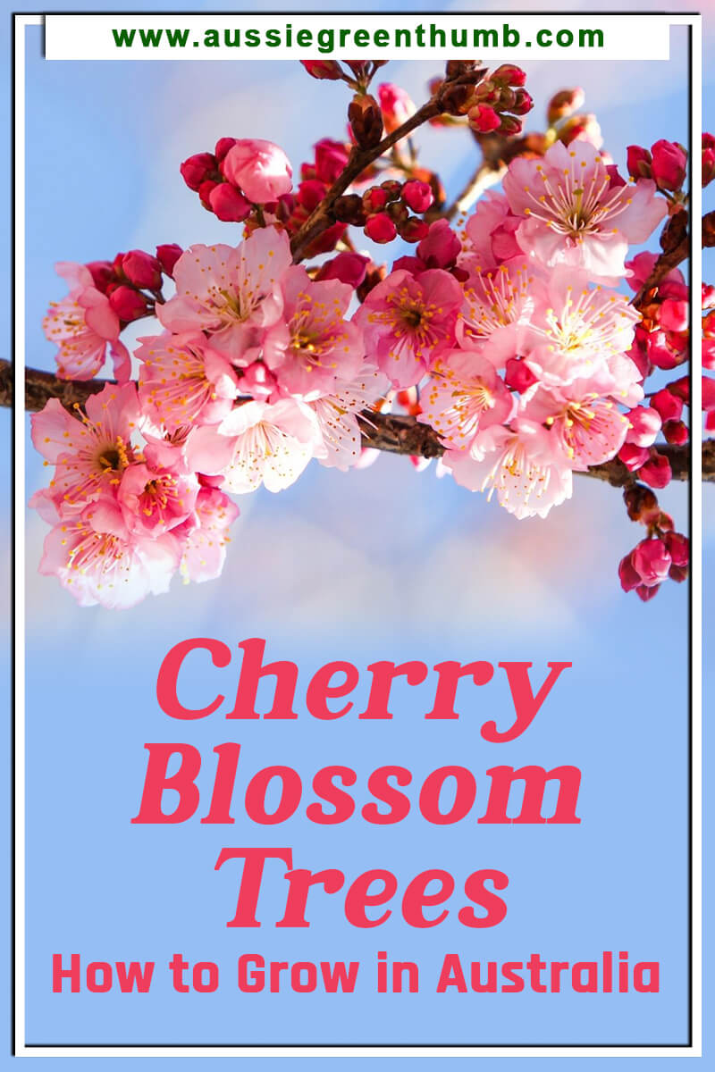 Cherry Blossom Trees How to Grow in Australia