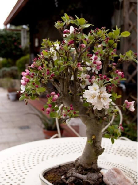 Crab Apple bonsai should be grown outdoors
