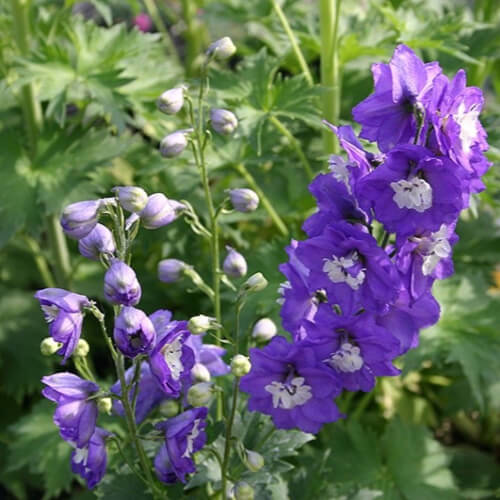 Delphinium Aurora Lavender are really wonderful, delicate larkspurs, with tightly compacted flower spikes that reach about 1m tall