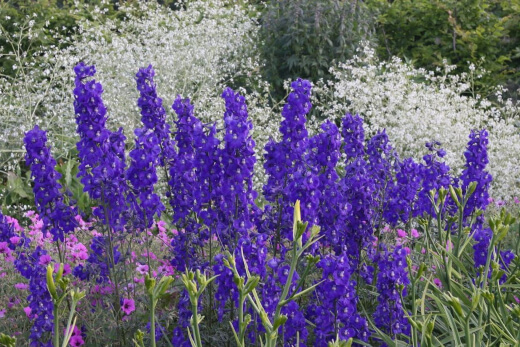 Delphinium Belladonna Atlantis are deep, graded, purple flowers that fade from deep purple to a dark ocean blue in the centre, with white pollen-rich centres that attract all kinds of pollinators
