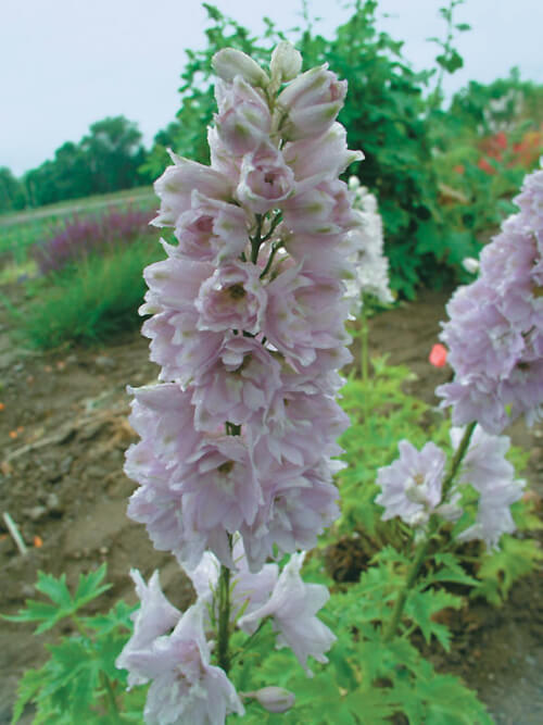 Delphinium Cherry Blossom naturally grows blue or purple flowers, and very occasionally pure white