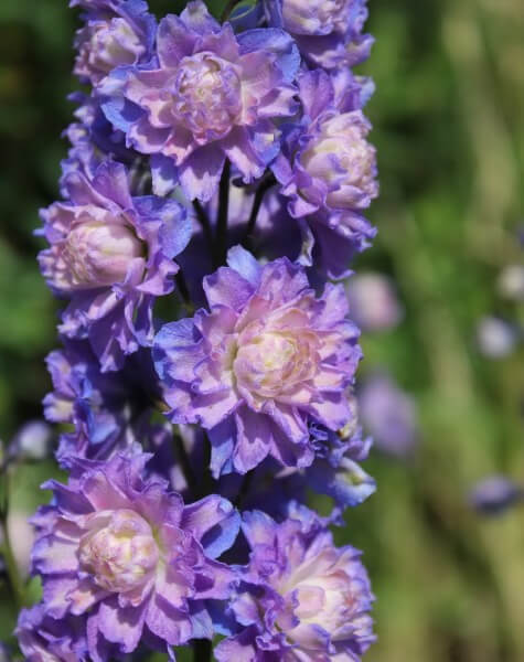 Delphinium Highlander Blueberry Pie are bred from the mountainous delphiniums in more tropical habitats