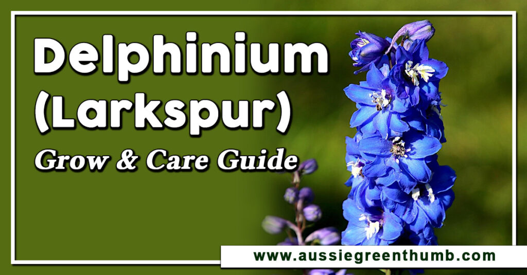 Delphinium (Larkspur) Grow and Care Guide