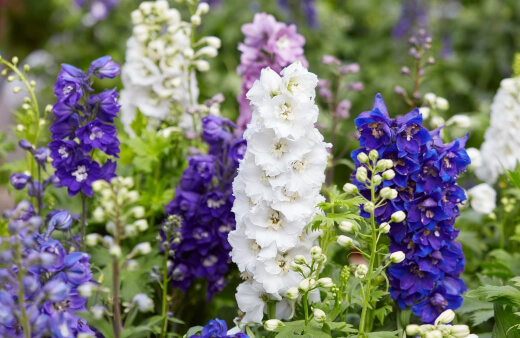 Delphinium, also known as Larkspur, are an herbaceous perennial plant, with dramatic spiked flowers