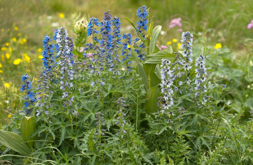 Delphinium are completely hardy plants in Australia, and will tolerate our worst winters