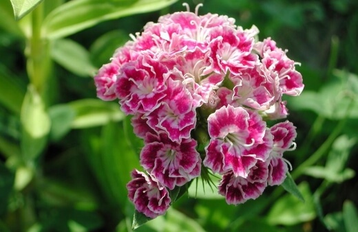 Dianthus Barbatus is a good choice for anyone with slightly damper soil, as it's happy to grow in most conditions