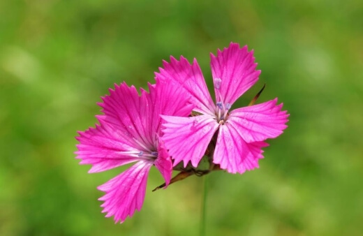 Dianthus Carthusianorum come in slightly varied shades of pink and white, so go with almost any colour scheme