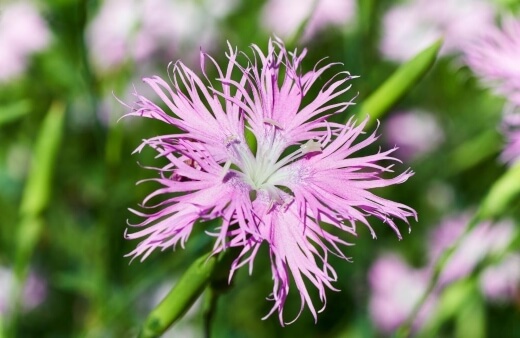 Dianthus Superbus are a thing of true beauty, with a really powerful scent, and great for trying to make up a stress-busting tea