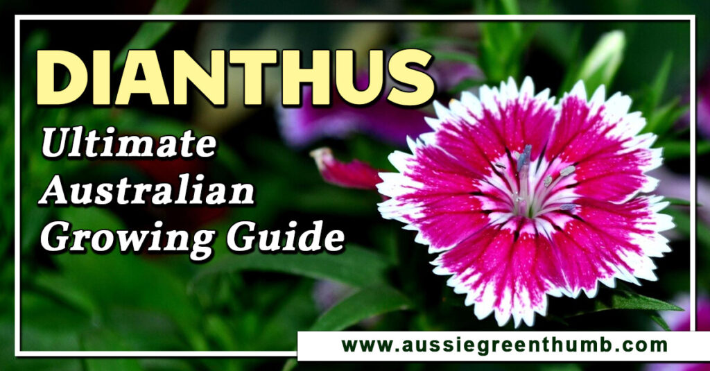 Dianthus Ultimate Australian Growing Guide