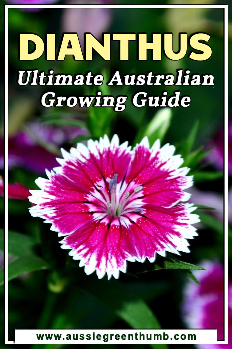 Dianthus Ultimate Australian Growing Guide