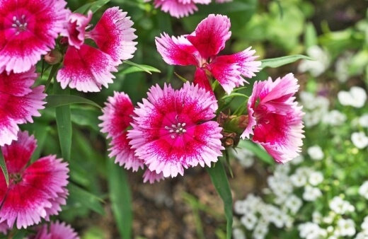 Dianthus, also known as pinks, and carnations, are Mediterranean plants, native to Greece, Croatia, Albania, Italy, Sicily and Spain