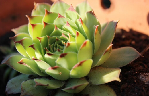 Echeveria Agavoides have blooms that are red and lantern shaped with yellow tips on tall elegant stems
