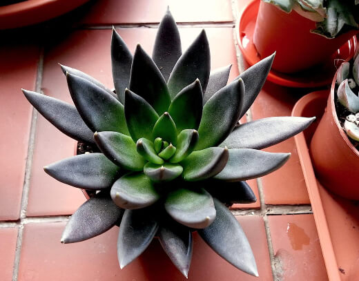 Echeveria Black Knight has to be the most striking and darkest in colour echeveria that you can get your hands on