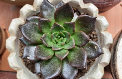 Echeveria Black Prince is ideal for creating dynamic and contrasting container displays