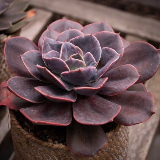 Echeveria Blue Metal has gorgeous striking red blooms which contrast beautifully with its deep coloured petals