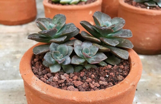 Echeveria Chroma is stubby and shrubby and E. chroma blooms with dusty yellow, orange, red, or pink bell-shape flowers on long stems