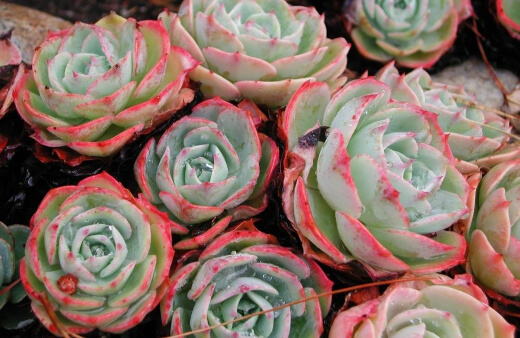 Echeveria Elegans produces white-ish-green rosettes of slightly spoon shaped and pointed leaves