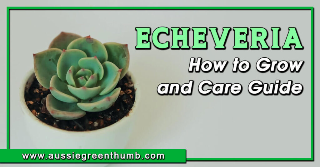 Echeveria How to Grow and Care Guide