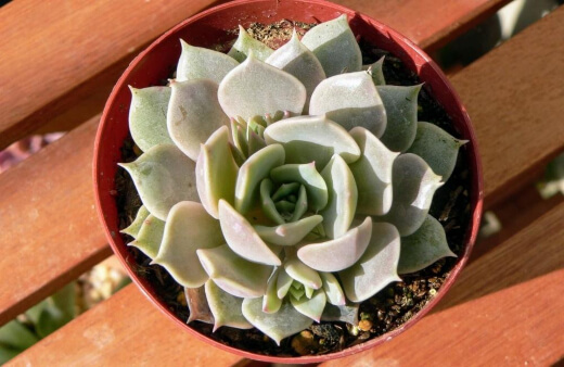 Echeveria Lola is believed to be a cultivar of Lilacina and has given many of its attractive qualities to Lola