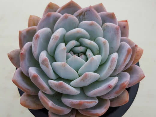 Echeveria Monroe has thick, ovate leaves of pastel blue-green blushed with pink that form a tight rosette
