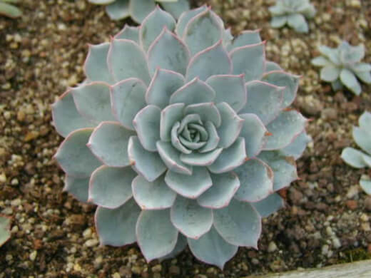 Echeveria Morning Beauty has a similar appearance to Peacockii with its gentle pale blue rosette