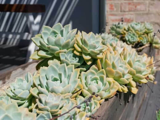 Echeveria Prolifica can make amazing ground cover plants in warmer climates as they will easily colonise any space