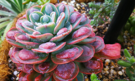 Echeveria Raindrop develops gorgeous symmetrical bumps around the larger end of their leaves which look just like collected raindrop gems