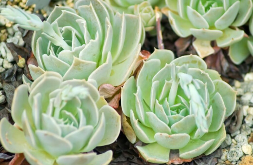 Echeveria Runyonii is another perfect candidate for a brilliant container display