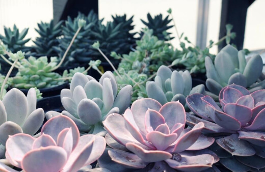Echeveria are part of a large family of plants in the genus Crassulaceae