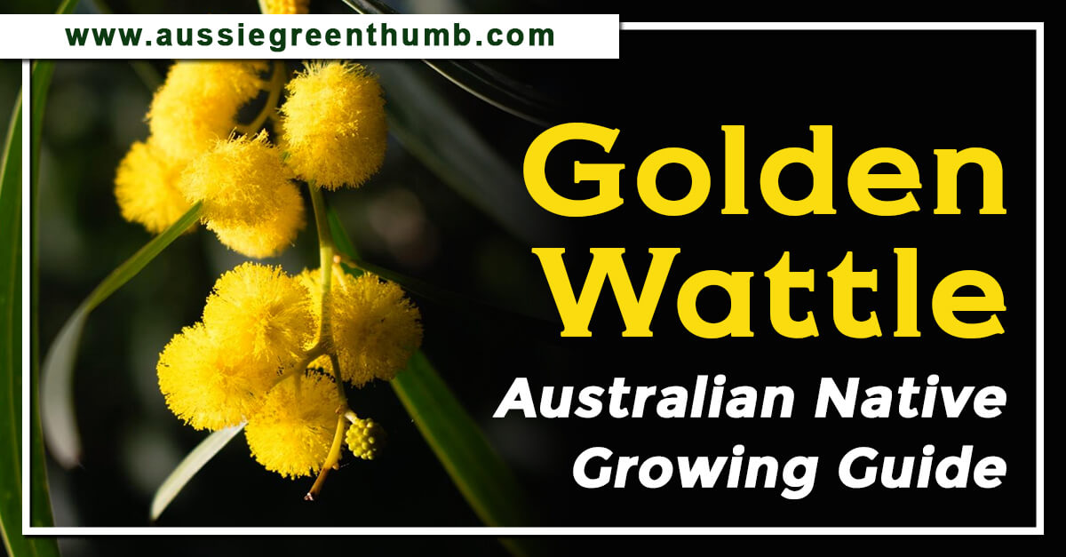 https://aussiegreenthumb.com/golden-wattle-growing-guide/