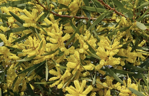 Golden Wattle is popular as an ornamental plant, but has also been used as a windbreak and to control erosion