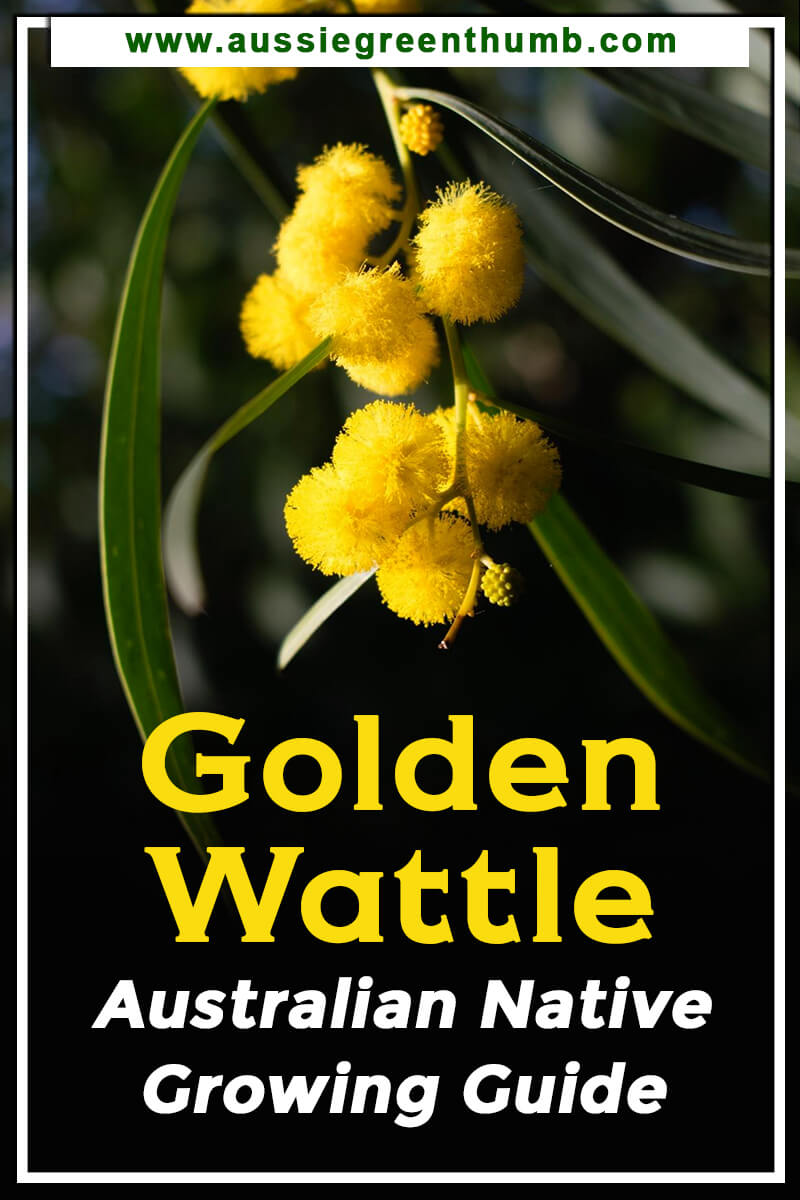 Golden Wattle – Australian Native Growing Guide
