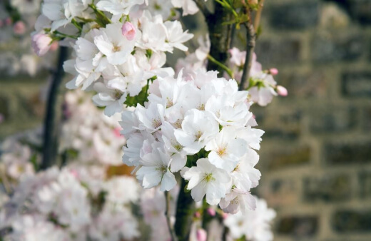 Great White Cherry Blossom Tree is the tree that cemented Cherry Ingram’s name in the history books, as a prolific cherry tree enthusiast