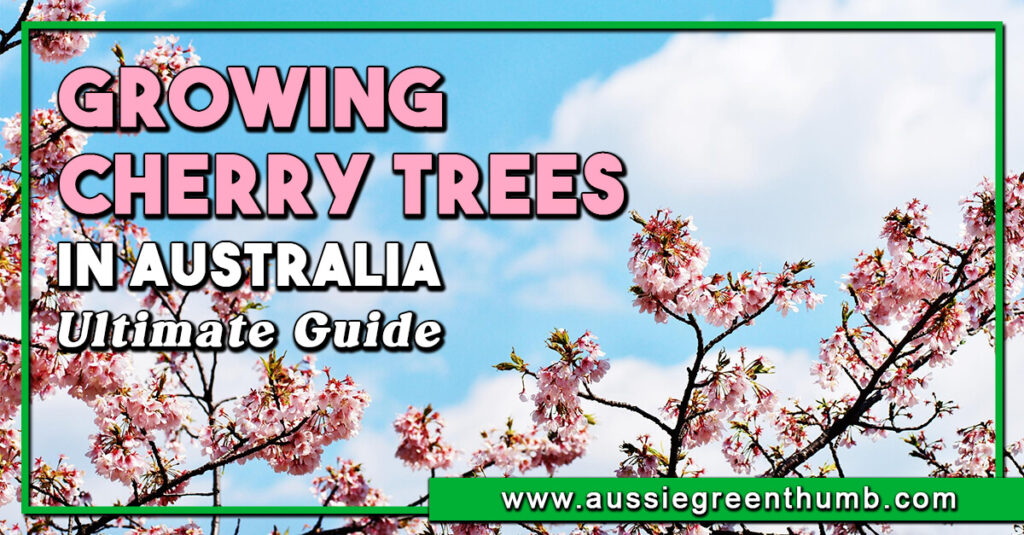 Growing Cherry Trees in Australia Ultimate Guide