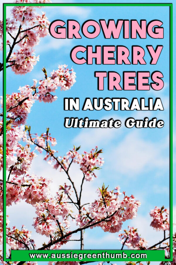 Growing Cherry Trees in Australia Ultimate Guide