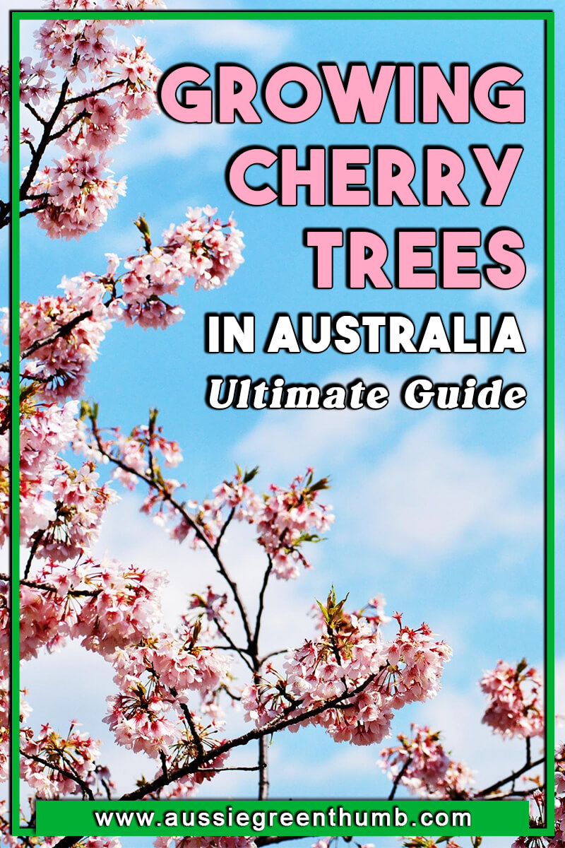 Growing Cherry Trees in Australia Ultimate Guide