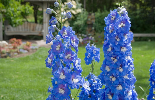 How to Care for Delphinium