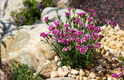 How to Care for Dianthus