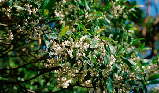 How to Grow Blueberry Ash