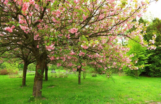How to Grow Cherry Blossom Tree in Australia