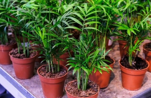 How to Grow Parlour Palm
