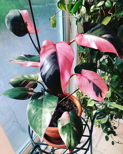 How to Grow Philodendron Pink Princess