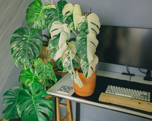 How to Grow Thai Constellation Monstera