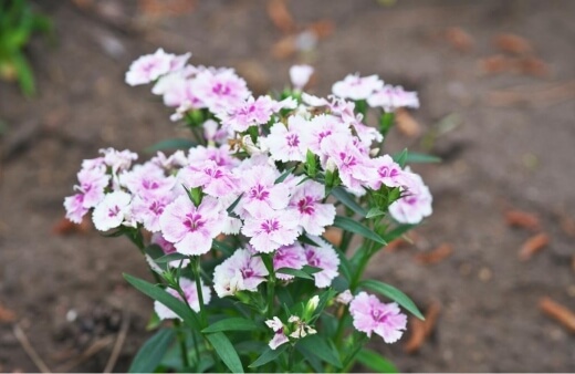 How to Propagate Dianthus Flowers
