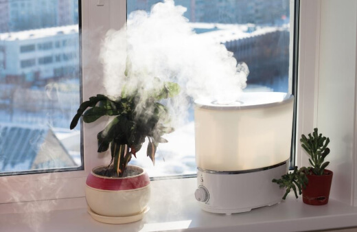 How to Use a Plant Humidifier