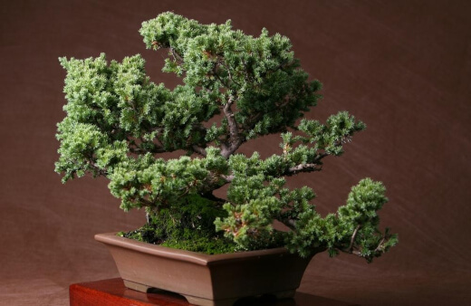 Juniper bonsai trees are mind-blowingly beautiful evergreen trees that are easy to shape and very forgiving for amateur bonsai keepers