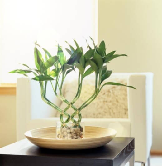 Lucky Bamboo have a range of varieties that are the perfect fit for a desktop